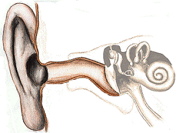 Darstellung des ueren Ohres