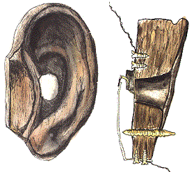 Dieses Holzohr wurde von Phillip Reis erfunden und diente als Demonstrationsmodell fr die Funktion des Ohres. Gleichzeitig war dieses Modell der Prototyp des ersten Telefons