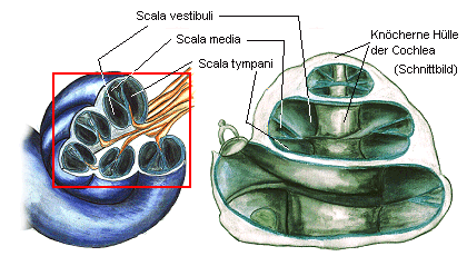 Darstellung der Cochlea als Schnittbild