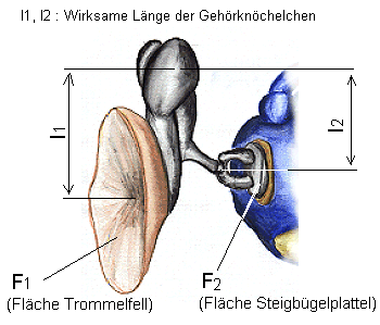 Anordnung von Trommelfell und Gehrknchelchen, Darstellung der Flchen- und Lngenverhltnisse