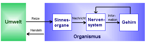 Das Nervensystem als informationsverarbeitende Maschine